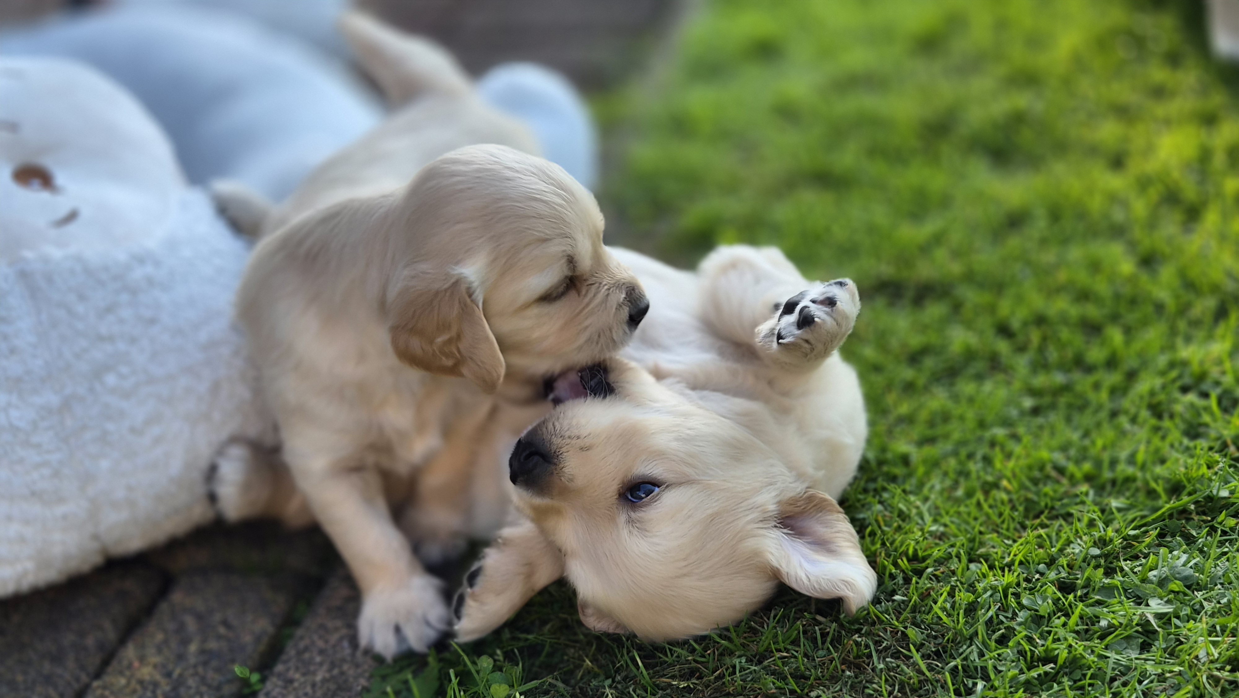 Golden Valley of Peace - Golden Retriever